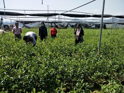 西林:油茶产业助振兴 群众增收笑开颜