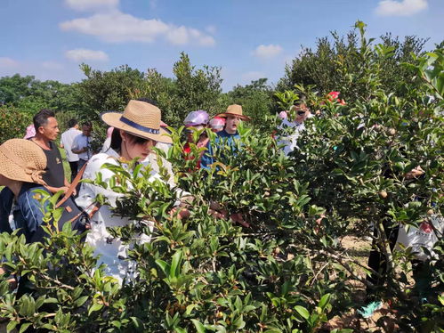 琼海传统山柚产业助力农户就业创业