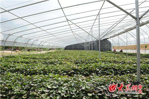 壮大生态农业,普惠民生"的总体要求,今天举行的"小杂粮种植和销售战略