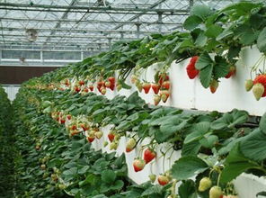 冬季这么种草莓,亩收益十万不是问题