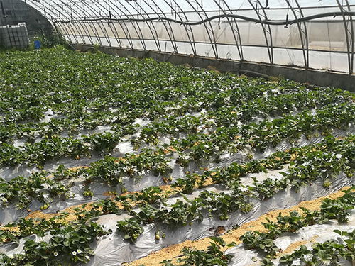 最新消息 安徽便宜白雪公主草莓苗种植销售