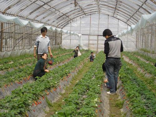 草莓供应,草莓价格,草莓销售,草莓种植,草莓栽培|江西省农业产品信息