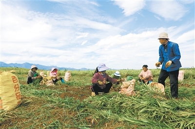 罗平县以扶持龙头企业带动小黄姜产业化发展
